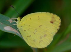 Eurema hecabe solifera