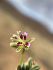 Pelargonium redactum