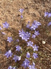 Wahlenbergia polyclada
