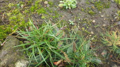 Luzula spicata