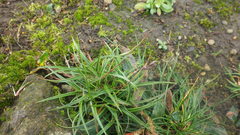 Luzula spicata
