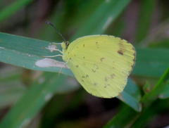 Eurema hecabe solifera