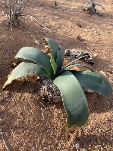 Desert Candelabra (Brunsvigia herrei)