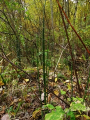 Equisetum hyemale