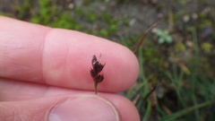 Luzula spicata