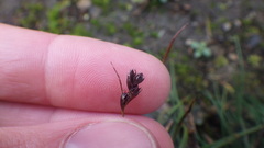 Luzula spicata