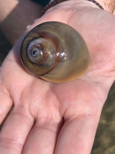 Shark Eye, North Atlantic Ocean, NC, US, photo 6 of 10