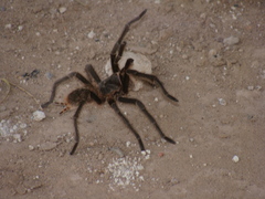 Grammostola