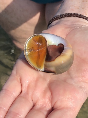 Representative image of Naticidae