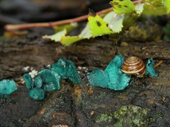 Chilanodon bicallosa