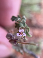 Pelargonium redactum