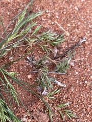 Pelargonium redactum