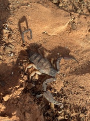 Hadogenes phyllodes