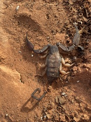 Hadogenes phyllodes