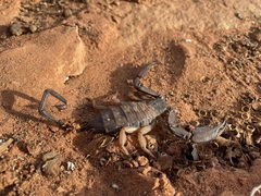Hadogenes phyllodes