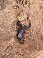 Hadogenes phyllodes