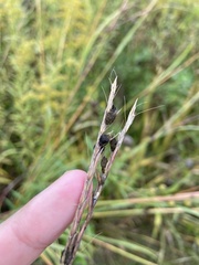 Claviceps pusilla