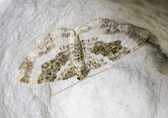 Epirrhoe rivata