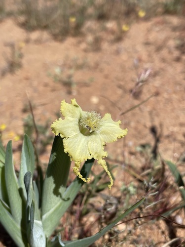 Ferraria macrochlamys