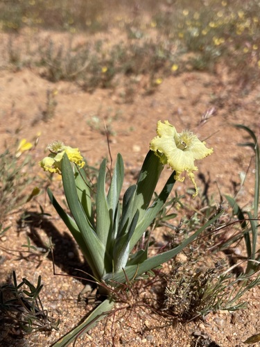 Image of Ferraria macrochlamys by (c) Matt Berger, some rights reserved (CC BY)