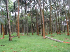 Acanthophoenix rubra