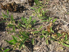 Hermannia parviflora