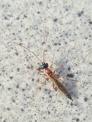 Heterischnus truncator