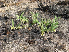 Hermannia parviflora