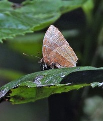 Micandra sylvana