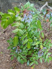 Berberis bealei