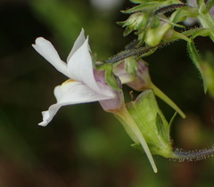 Nemesia fourcadei