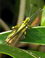 Abisares viridipennis