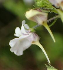 Nemesia fourcadei