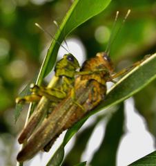 Abisares viridipennis
