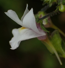 Nemesia fourcadei