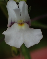 Nemesia fourcadei