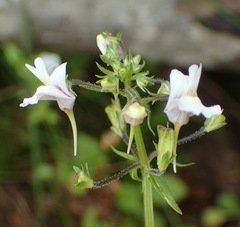 Nemesia fourcadei