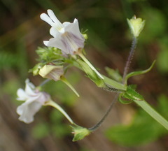Nemesia fourcadei