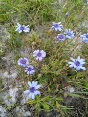 Felicia heterophylla