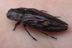 Chalcophora virginiensis