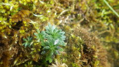 Draba incana
