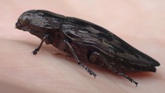 Chalcophora virginiensis