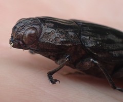 Chalcophora virginiensis