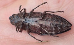 Chalcophora virginiensis