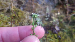 Draba incana
