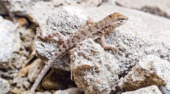 Microlophus occipitalis