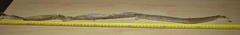 Crotaphopeltis hotamboeia