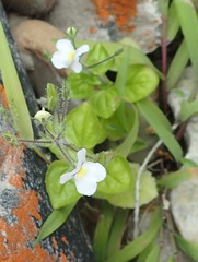 Nemesia petiolina