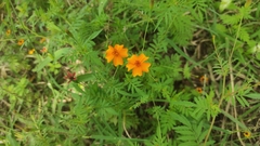 Tagetes lunulata
