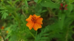Tagetes lunulata